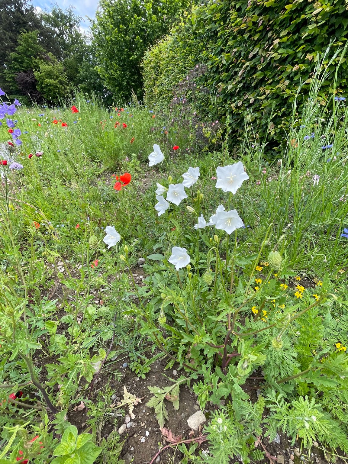 Bienenweide am Sunneplatz